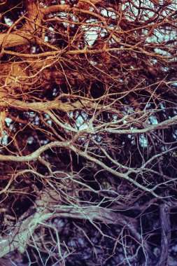 Bükülmüş yapraksız dalları 