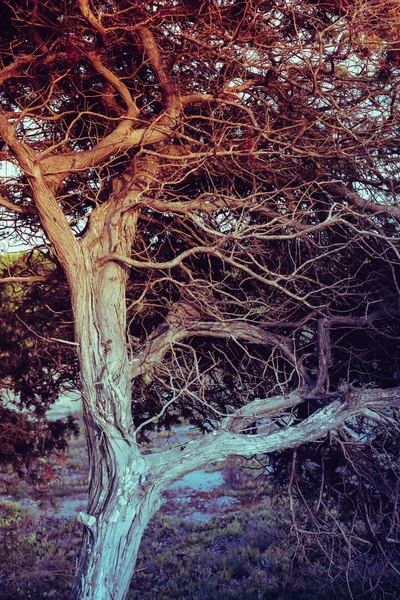 Kroucené holé větve. — Stock fotografie