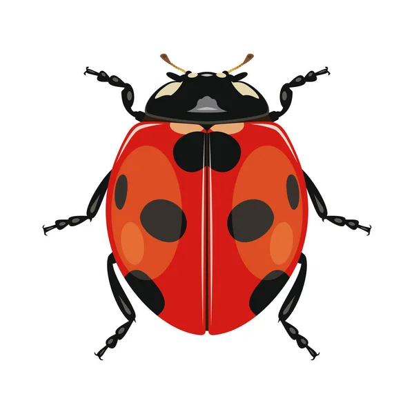 Lieveheersbeestje Lieveheersbeestje Witte Achtergrond Insect Zwart Rode Kever Vectorillustratie — Stockvector