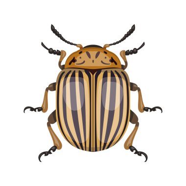 Colorado patates böceği. Üst Manzara. Böcek sembolü olarak kullanılabilir. Beyaz bir arka planda izole edilmiş. Vektör illüstrasyonu.