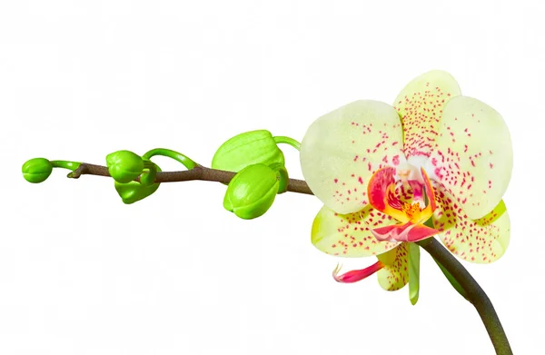 Żółta Orchidea, na białym tle — Zdjęcie stockowe