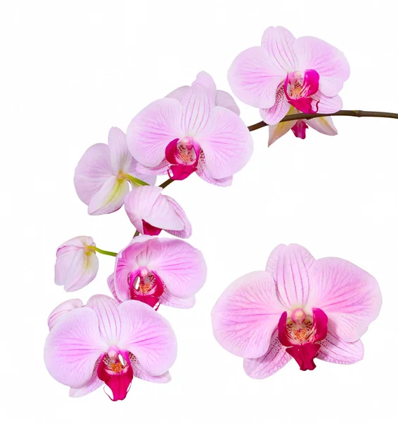 Orquídea rosa, aislada Imágenes de stock libres de derechos