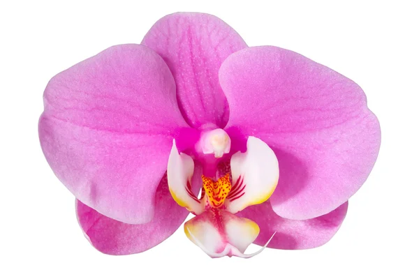 Orquídea rosa, aislada Imagen de archivo