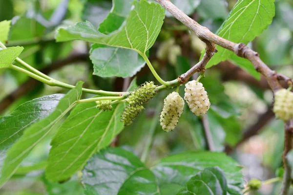 Mûrier blanc — Photo