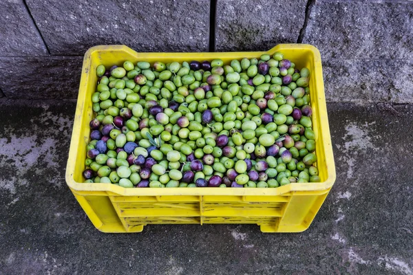 Świeże oliwki w polu — Zdjęcie stockowe