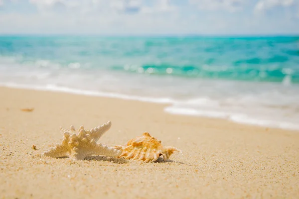 Zeester op het strand — Stockfoto