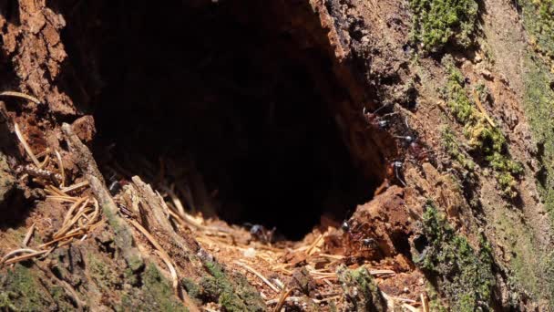 Formigas Trabalhadoras Trabalham Formigueiro Floresta — Vídeo de Stock