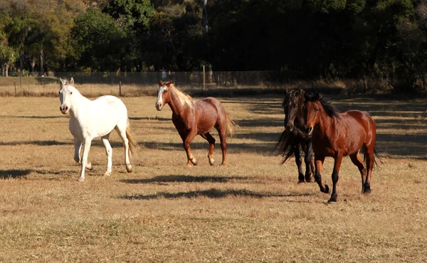 Бегут четыре лошади — стоковое фото