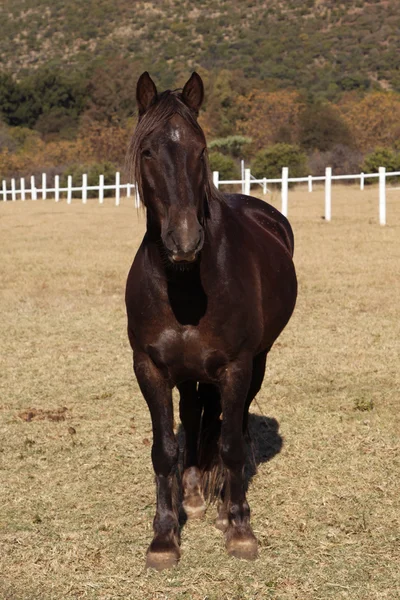 大きな強い茶色コルト馬 — ストック写真