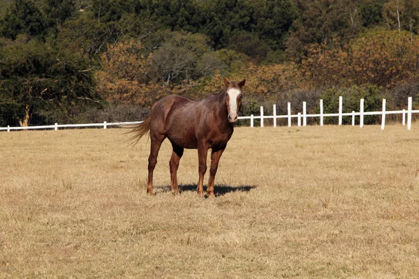 Duży silny colt brązowy koń — Zdjęcie stockowe