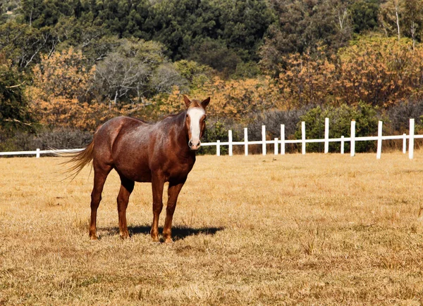 Velké silné hnědé hříbě koně v hd — Stock fotografie