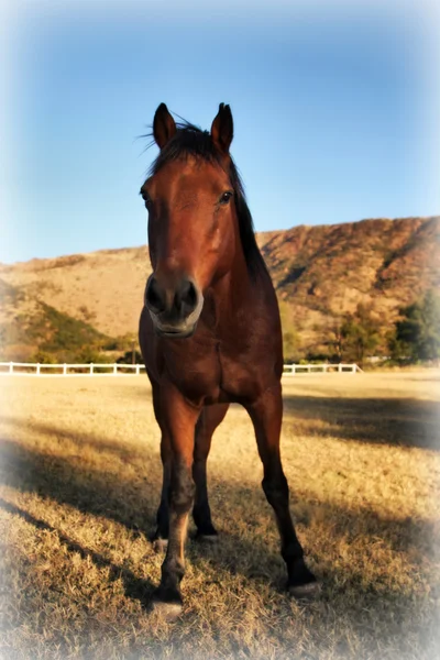 Ciekawy duży colt brązowy koń w hd — Zdjęcie stockowe