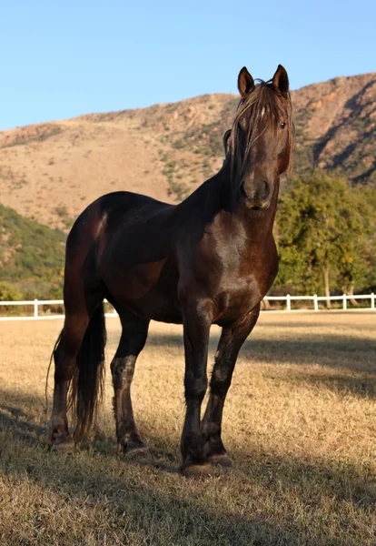 Stor stark brun hingst häst — Stockfoto