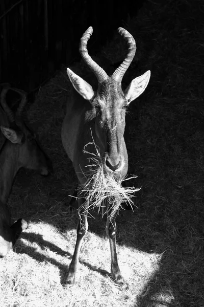 Imagen de primer plano de Hartebees Sepia Black and White Col — Foto de Stock