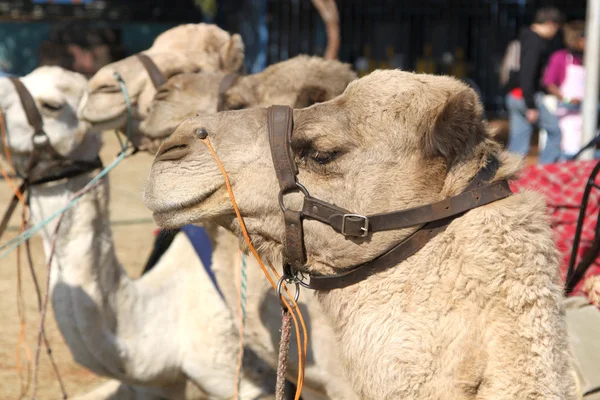 Close up of camel used for joyrides at Festival — стокове фото