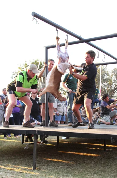 Geleneksel geyik oyunu Festivali yarışma kaplama oluşturma — Stok fotoğraf