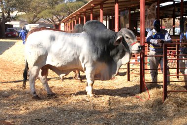  White Brahman bullstanding in the morning sun