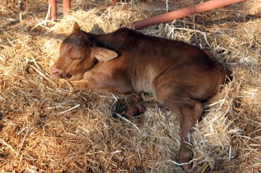 Brown Brahman calf resting laying on grass