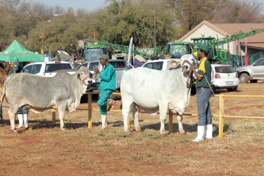  White Brahman bull lead by handler photo