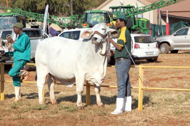  White Brahman bull lead by handler photo