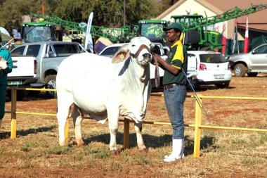  White Brahman bull lead by handler photo