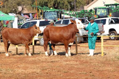 Brown with white on head Simmentaler cows lead by handler photo