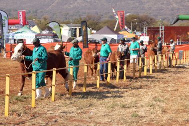 Brown with white on head Simmentaler bull lead by handler photo