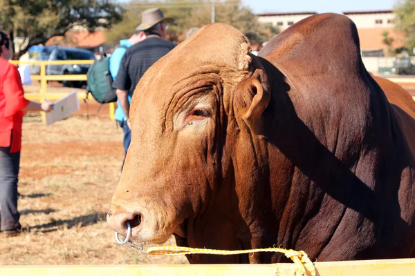 Brahman brun tête de taureau photo avec anneau de nez — Photo