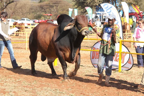 Brown Brahman bull lead by handler photo — 图库照片