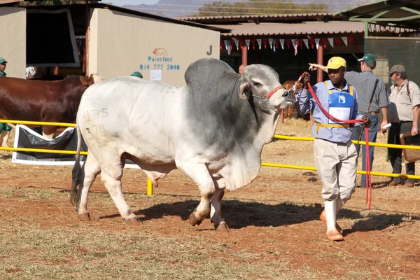 White Brahman bull lead by handler photo — 图库照片