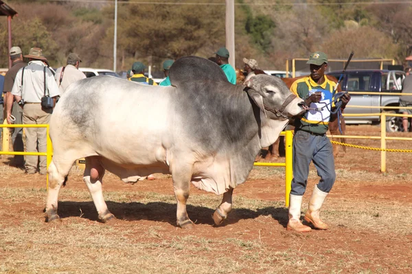 White Brahman bull lead by handler photo — Stock fotografie