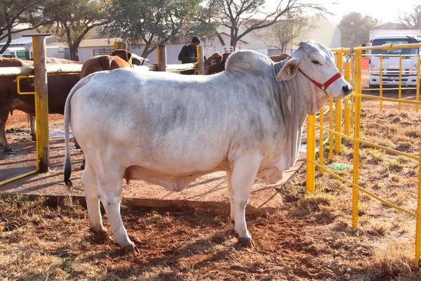 White Brahman bull standing in the morning sun — Stockfoto