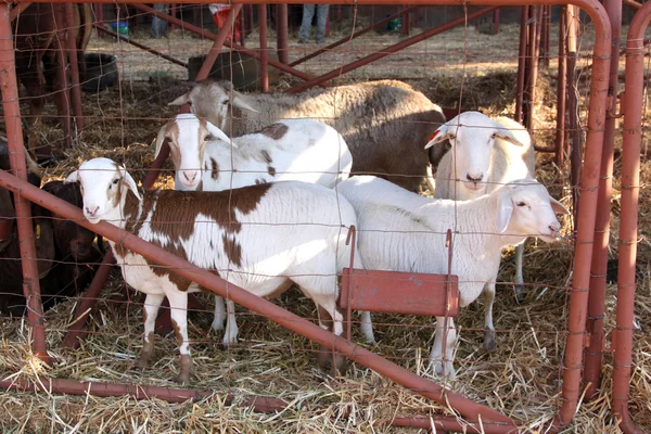 Здоровые коричневые и белые овцы в питомнике — стоковое фото