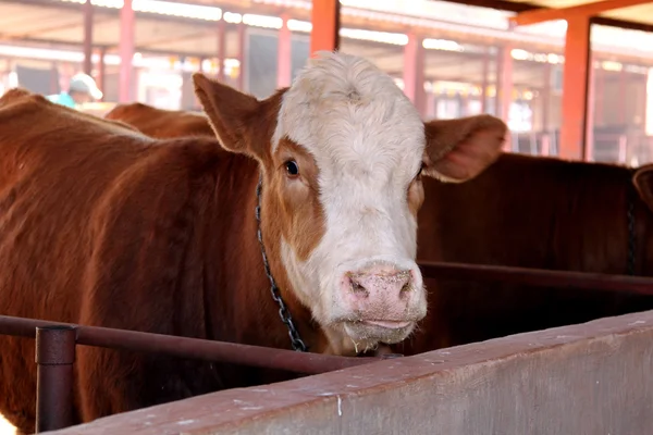 Brun avec blanc sur la tête Simmentaler vache dans l'écurie — Photo