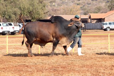 Brown Brahman bull lead by handler photo