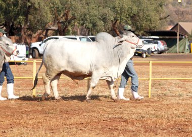  White Brahman bull lead by handler photo