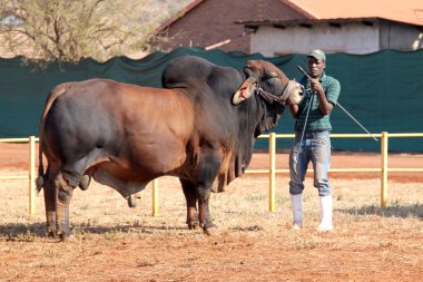 Brown Brahman bull lead by handler photo