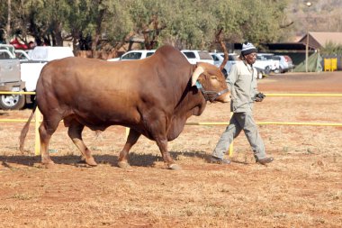 Brown Brahman bull lead by handler photo