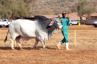  White Brahman bull lead by handler photo