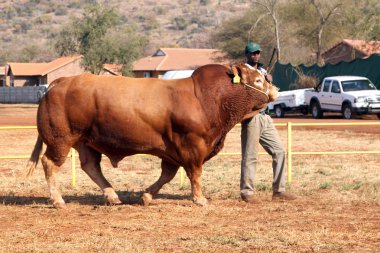 Dexter bull being lead in arena by handler.