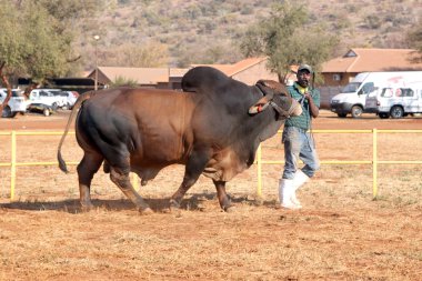 Brown Brahman bull lead by handler photo