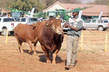 Dexter bulls being lead in arena by handlers.