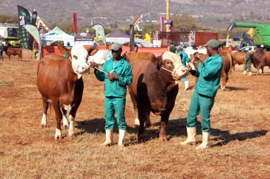 Brown with white on head Simmentaler cows with handlesr photo