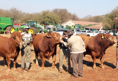 Dexter bulls being inspected by show judge.
