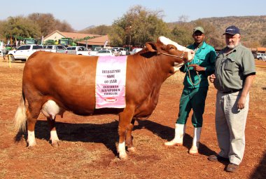 Brown with white on head Simmentaler champion cow