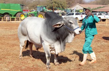  White Brahman bull lead by handler photo