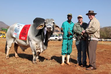  White Brahman bull best male animal and overall champion