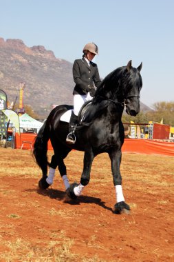  Young girl riding lovely black Friesian horse.
