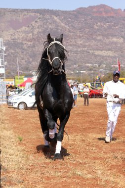 Güzel siyah be at dörtnala izin işleyicisi.