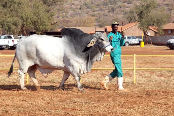 Branco Brahman touro chumbo por manipulador foto — Fotografia de Stock